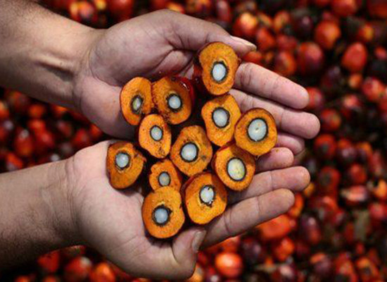 DOING palm oil production process