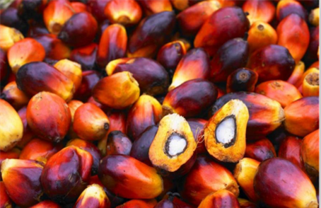 fresh palm fruit