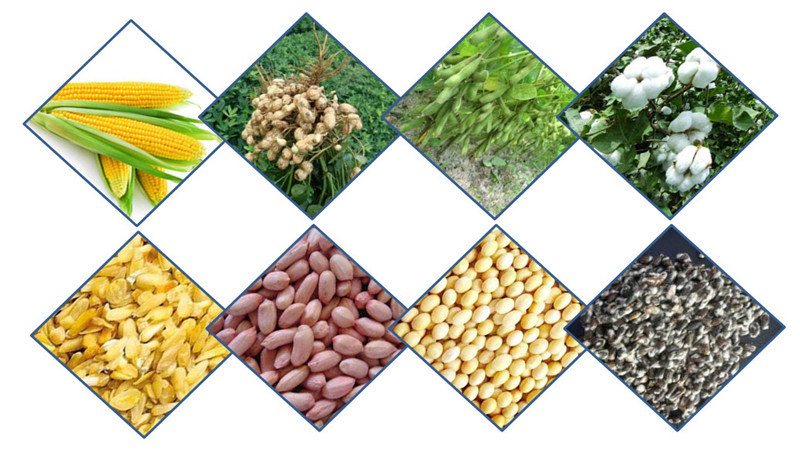 various kinds of oil seeds